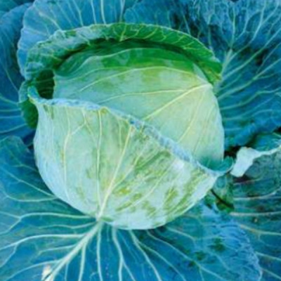 МАРЛО F1 капуста белокочанная Саката