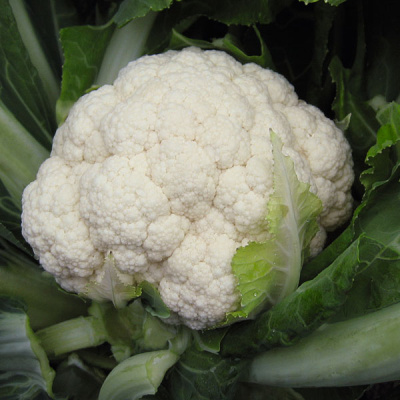 БАЛБОА F1 капуста цветная Бейо