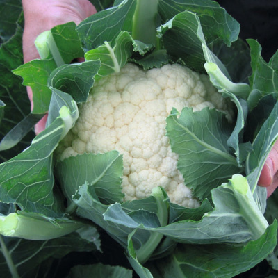 ОВИЕДО F1 капуста цветная Бейо