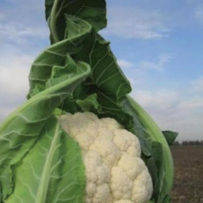 ТРАЙДЕНТ F1 капуста цветная Вильморин
