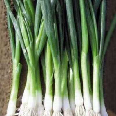 БАЙЯ ВЕРДЕ F1 лук на зелень Семинис (10 000 шт)