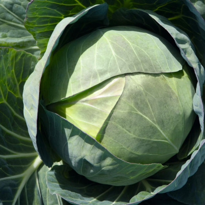 ЦЕРОКС F1 капуста белокочанная Бейо