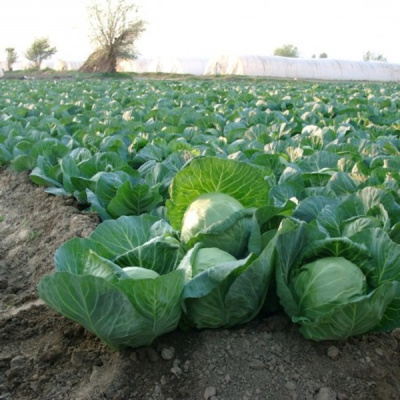 ЕТМА F1 капуста белокочанная Райк Цваан, GD, 2500 шт