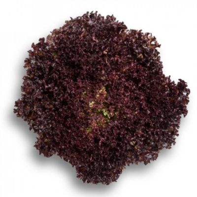 СЕНСИБЕЛЬ F1 салат Райк Цваан, 1 тыс.драже