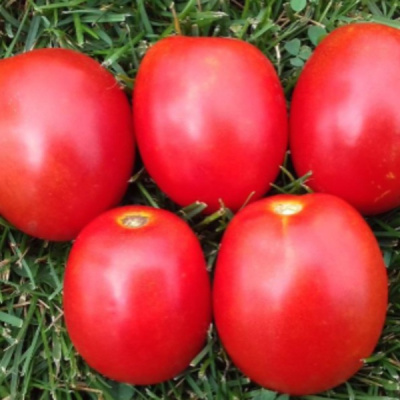 ТМ 10857 F1 томат Саката