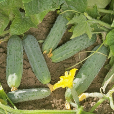 РОККИ F1 огурец Гриномика