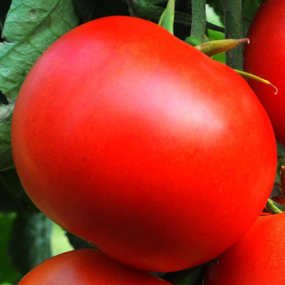 ТУРНИР F1 томат Гриномика