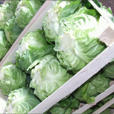 ПАНДИОН F1 капуста белокочанная Семинис