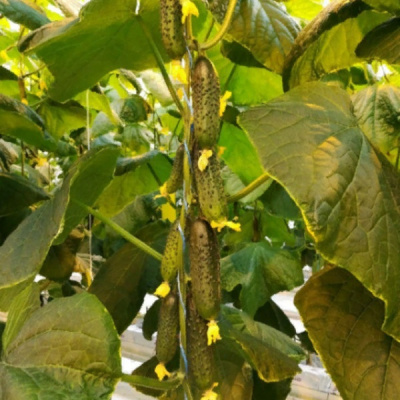 КИБОРГ F1 огурец Гавриш (500)