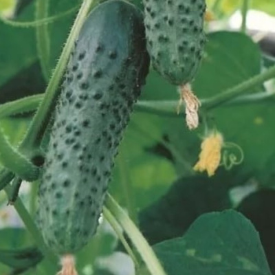 ЭКСЕЛЬСИОР F1 огурец Энза Заден