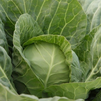 ДЖЕТОДОР F1 капуста белокочанная Сингента