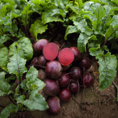 ЭКШЕН F1 свекла Бейо (2.75-3.0)