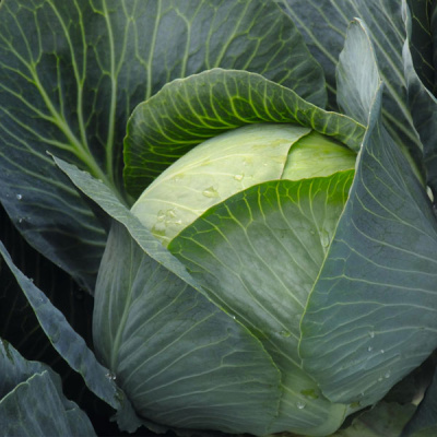 БРУНО F1 капуста белокочанная Бейо