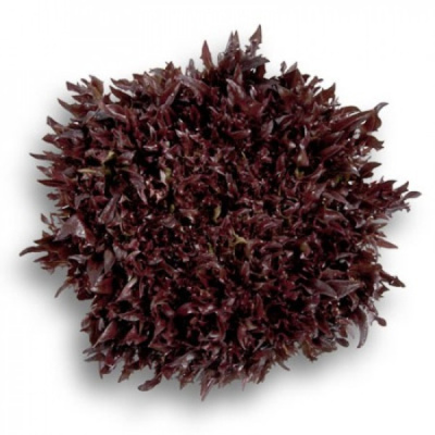 ВИНТЕКС F1 салат Райк Цваан, 1 тыс.драже