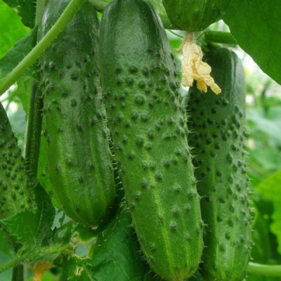 ПЛАТИНА F1 огурец Нюнемс