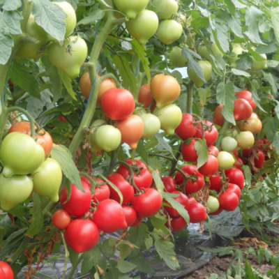 ВЕГГО F1 томат Энза Заден