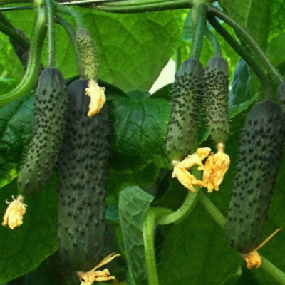 КВАЛИТЕТ F1 огурец Гриномика