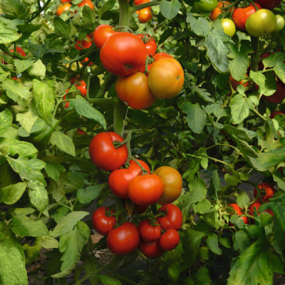 ТОБОЛЬСК F1 томат Бейо