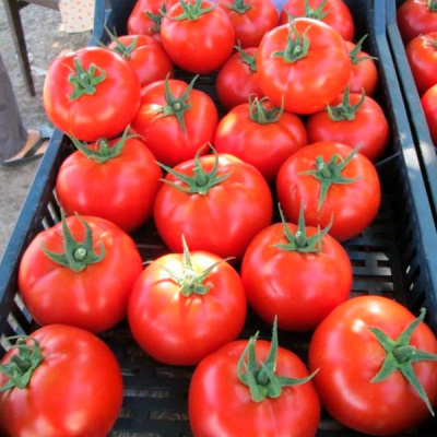 КВАЛИТЕТ F1 томат Сингента