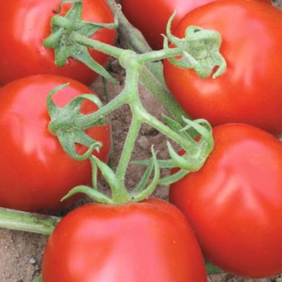 МУНА F1 томат Вильморин