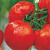 АЛЬТАИР F1 томат Гавриш