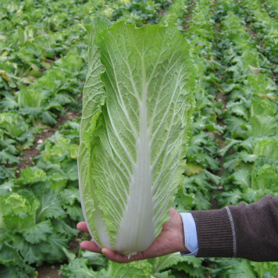 ТАРАНКО F1 капуста пекинская Бейо