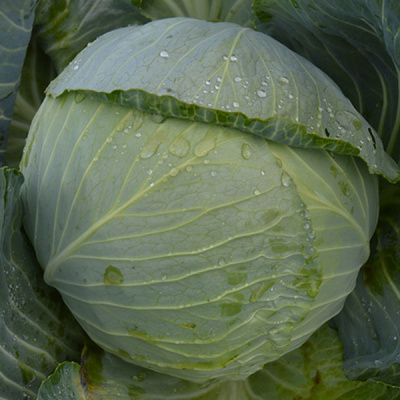 АЛАНЕК F1 капуста белокочанная Энза Заден