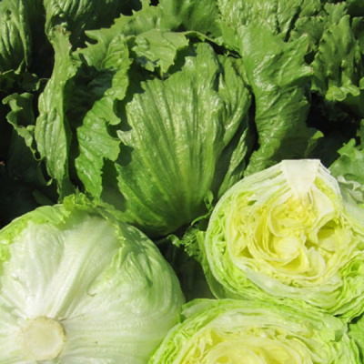 ЭЛЬМУНДО F1 салат айсберг Энза Заден