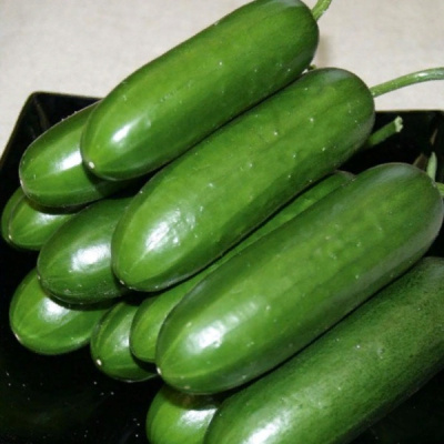 НАВРУЗ F1 огурец Гавриш