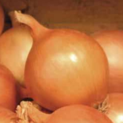 ВАЛЕНТИНО F1 лук репчатый Хазера