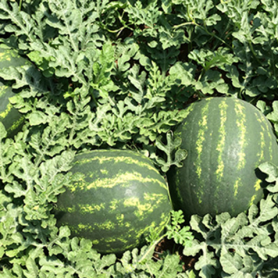 МАРИСТО F1 арбуз Энза Заден