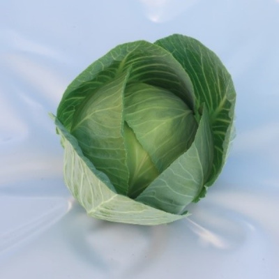 ГЛОРИЯ F1 капуста белокочанная Сингента