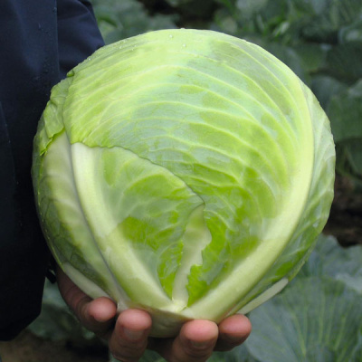 РИЭКШЕН F1 капуста белокочанная Бейо