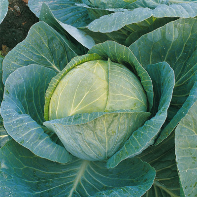 МЕГАТОН F1 капуста белокочанная Бейо